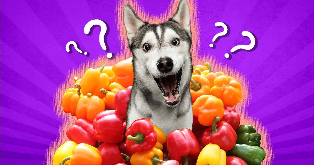 Is bell pepper bad for dogs sale