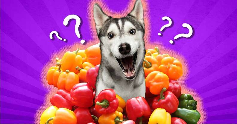 Is bell pepper bad for dogs best sale