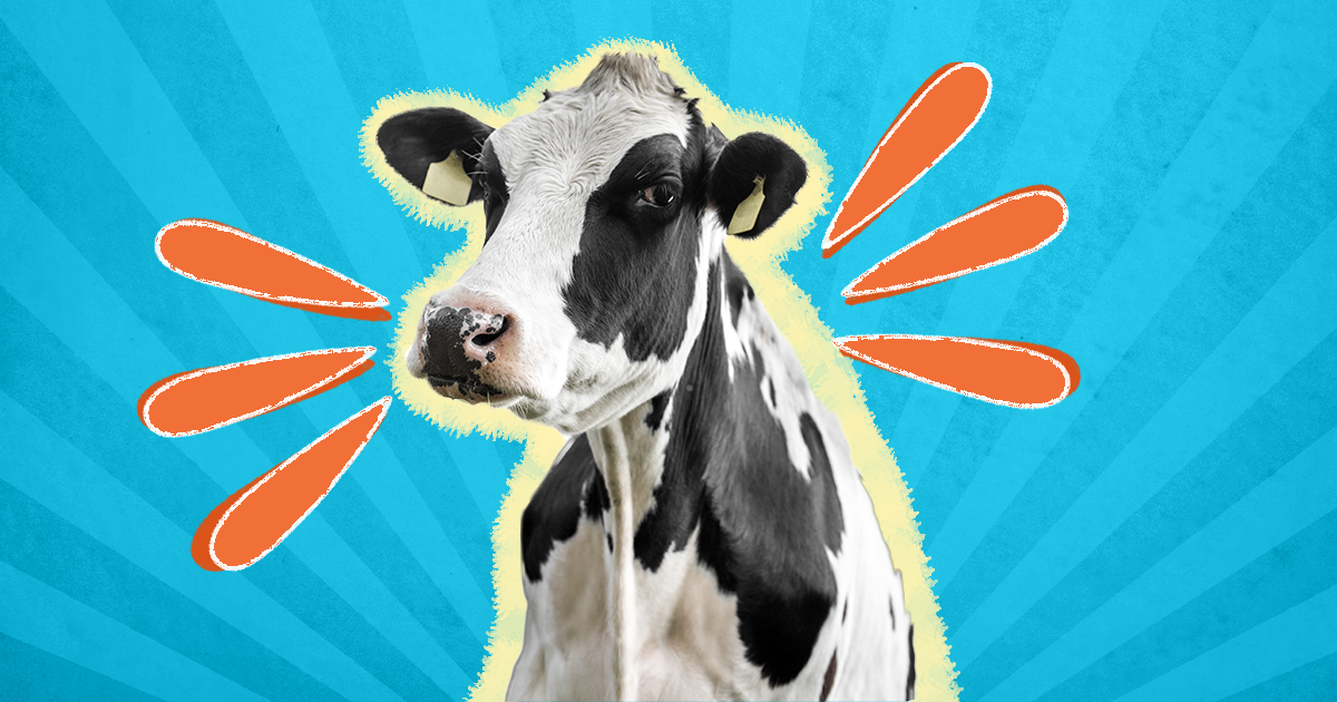 25 Cow Jokes That Will Turn You Into A Comedian, According To Your Kids -  DodoWell - The Dodo