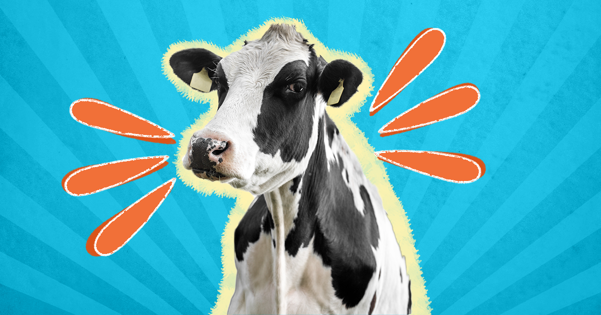 Funny cow best sale videos for toddlers