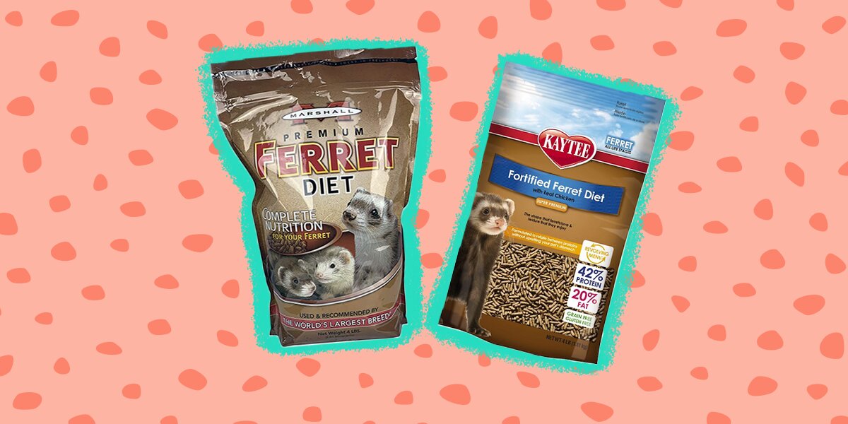 Ferret Food Guide Healthy Options And Human Foods That Are Safe