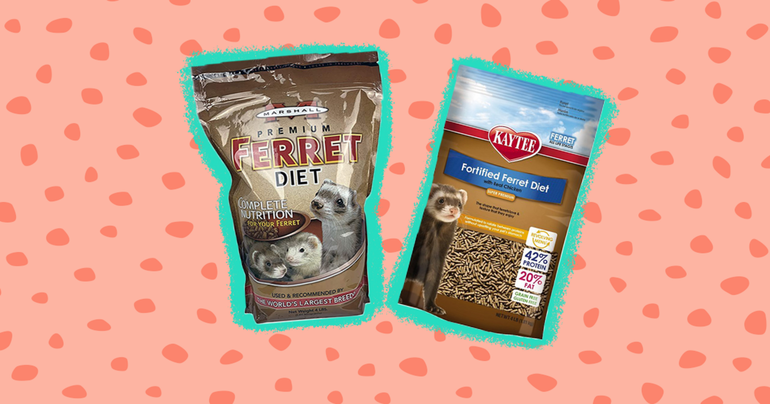 Ferret Food Guide Healthy Options And Human Foods That Are Safe To