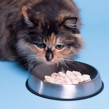 A bowl that helps with whisker fatigue: Dr. Catsby's Food Bowl for Whisker Relief