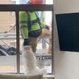 White cat flirts with worker outside window.