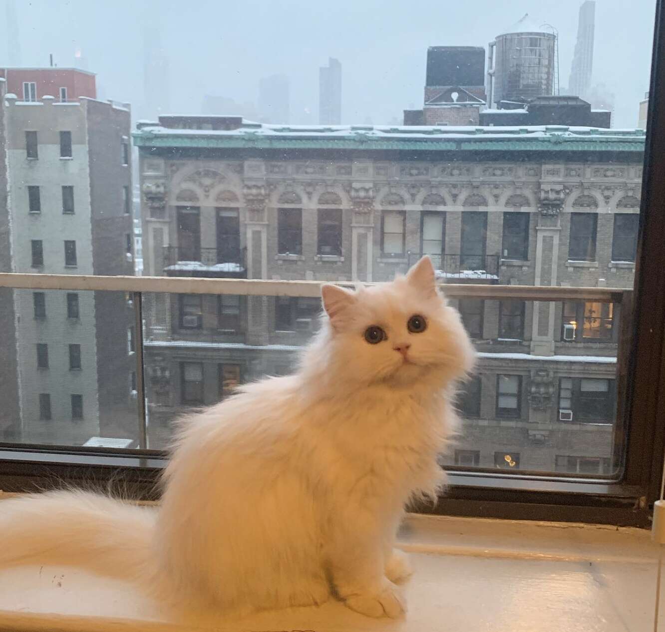 White cat sits on window stoop.
