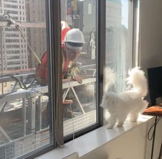 Cat snuggles up to window to see construction worker.