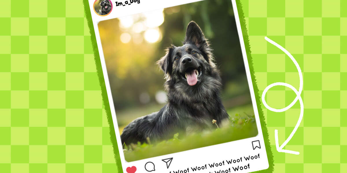 50+ Dog Instagram Captions For The Pawfect Post - Dodowell - The Dodo