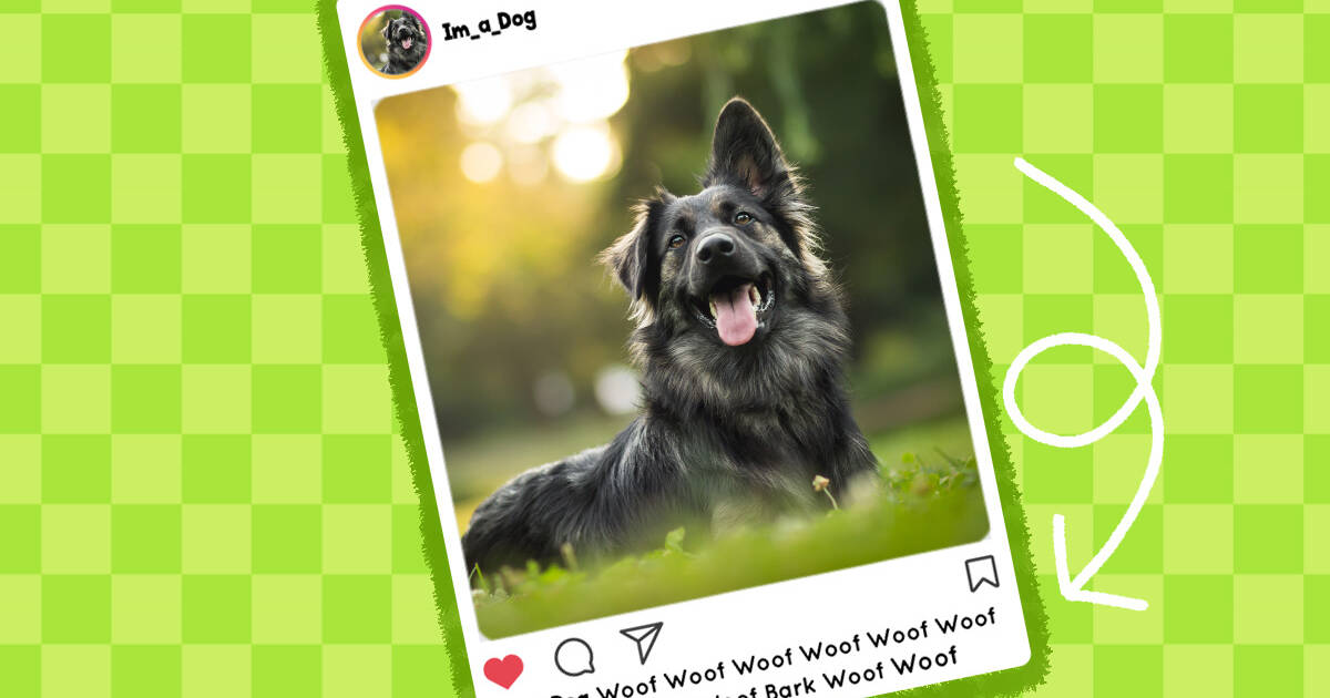 50+ Dog Instagram Captions For The Pawfect Post - DodoWell - The Dodo