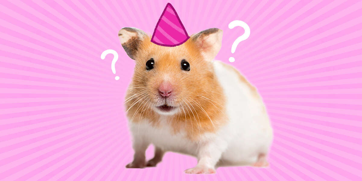 How Long Do Hamsters Live? A Hamster Rescue Expert Weighs In DodoWell The Dodo