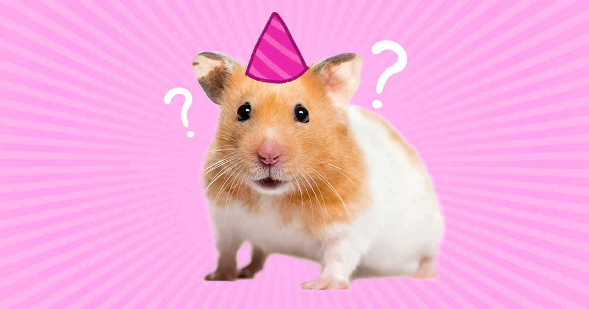 Dwarf Hamster Lifespan – How Long Will Your Dwarf Hamster Live?