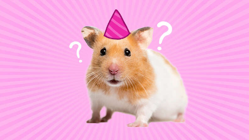 How Long Do Hamsters Live? A Hamster Rescue Expert Weighs In - DodoWell -  The Dodo
