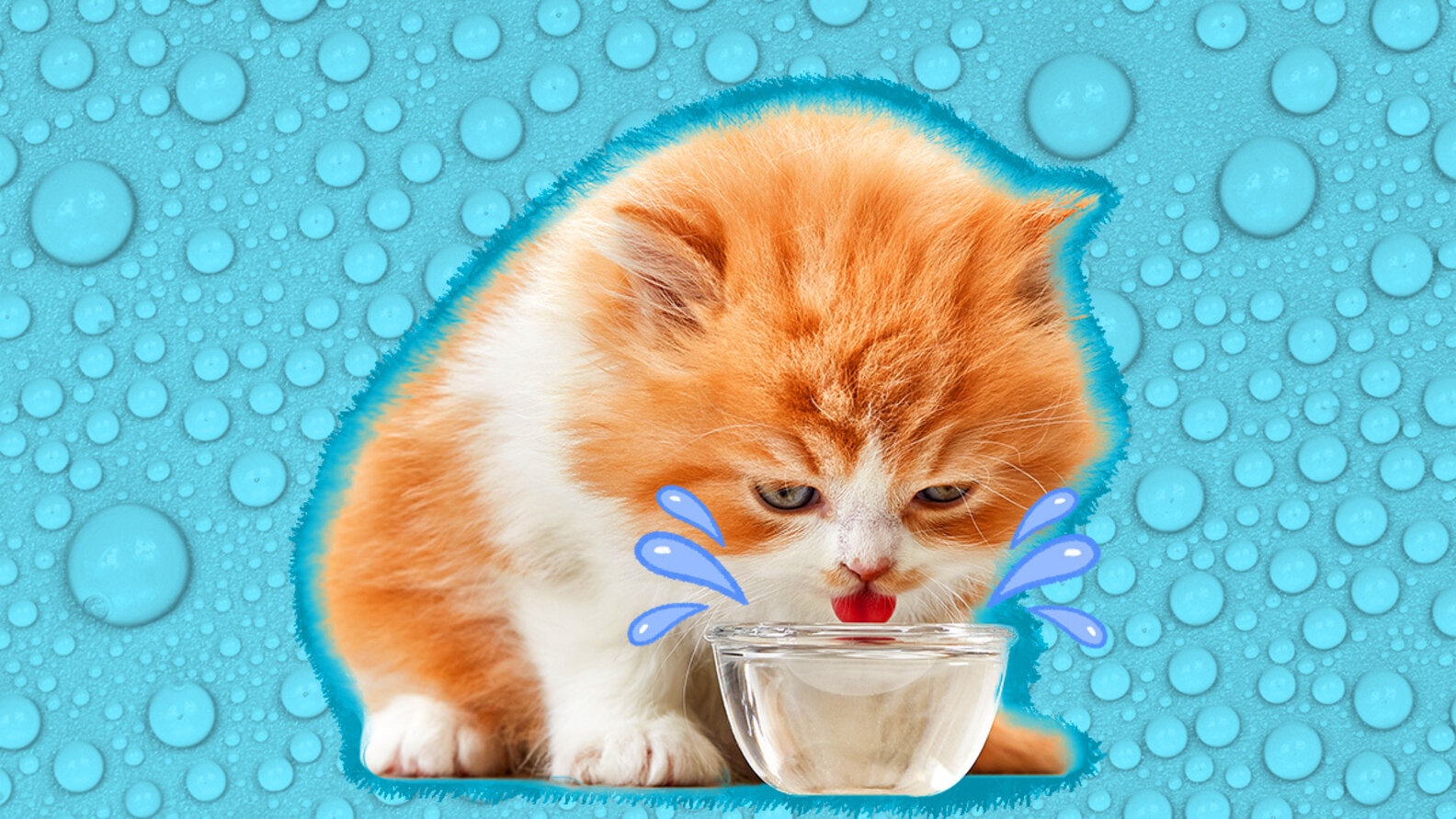 Cat Drinking A Lot Of Water? Experts Explain Potential Causes And When