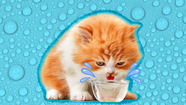 Cat water deals