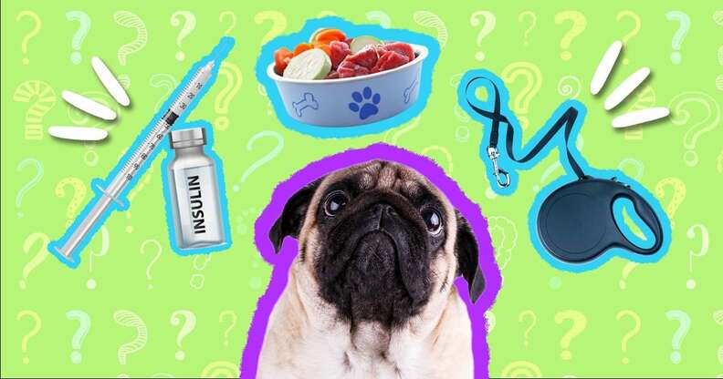 Dog diabetes shop treatment options