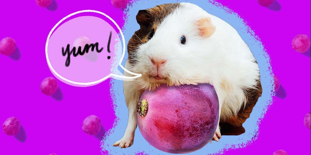 Are grapes bad for guinea pigs best sale