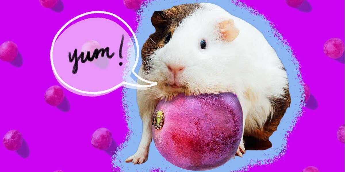 What do pet guinea pigs clearance eat