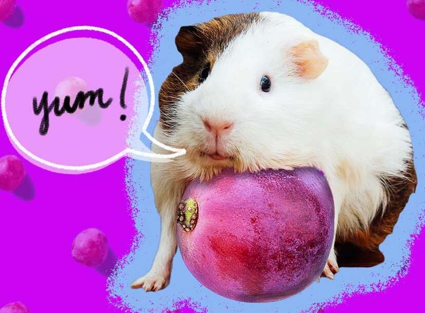 What will hotsell guinea pigs eat