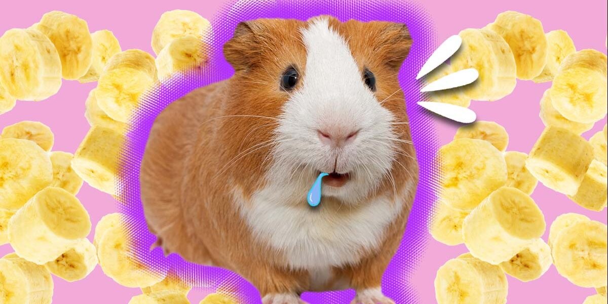 Is banana good clearance for guinea pigs