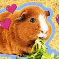 what can my guinea pig eat