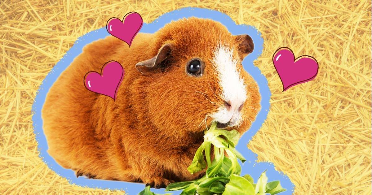 Can guinea pigs outlet eat oranges or tangerines