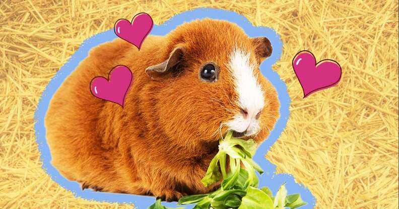 what can my guinea pig eat