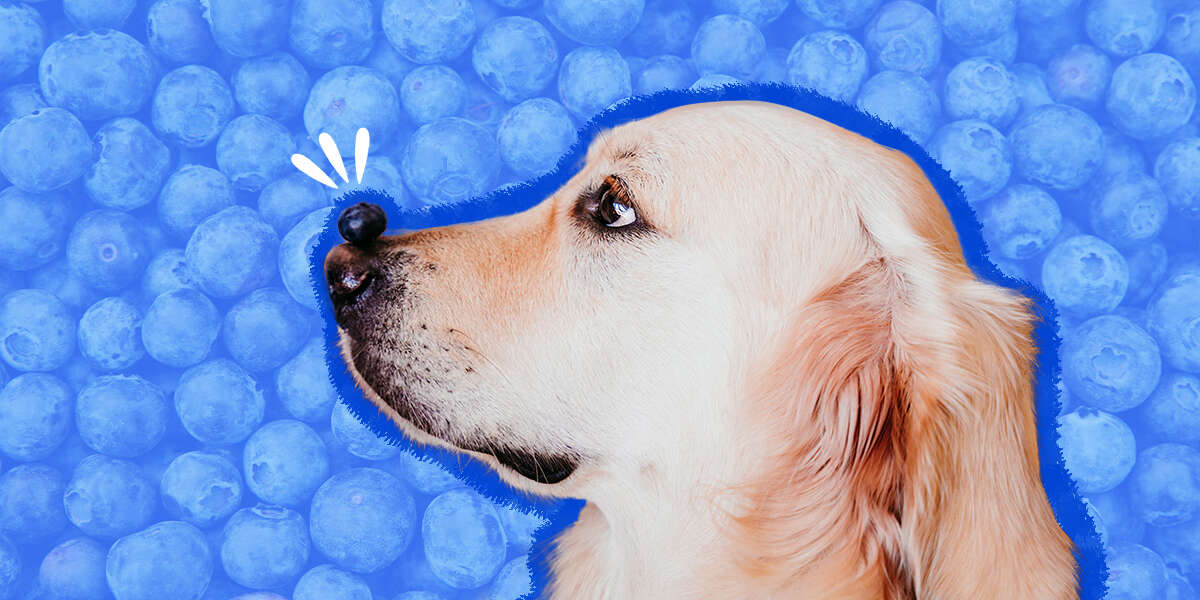 Can Dogs Eat Blueberries? And What Amount Is Safe? DodoWell The Dodo