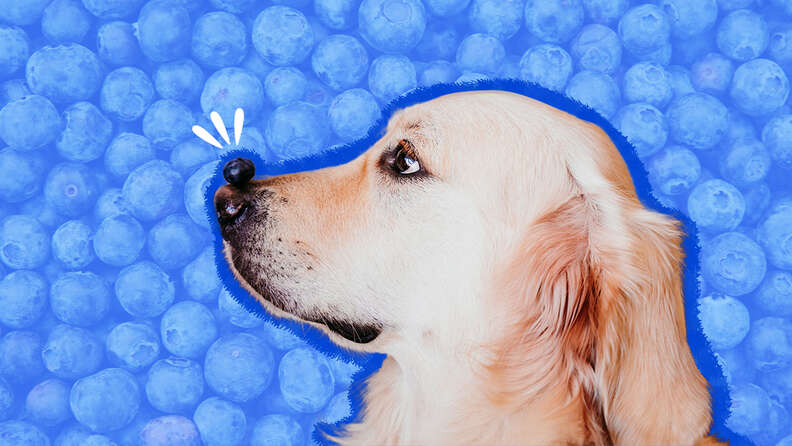 are dogs allowed to have blueberries