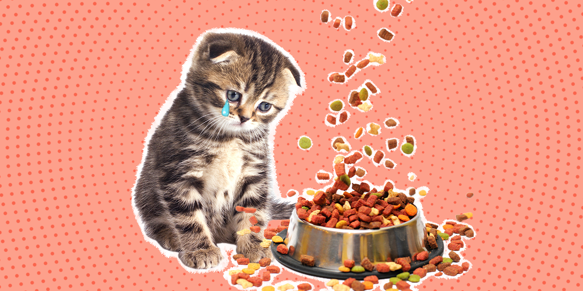 Cat Not Eating? An Expert Explains Why This Occurs And When To Call Your Vet DodoWell The Dodo