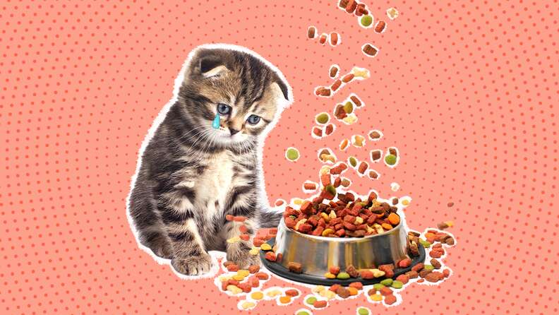 What causes a cat to stop eating deals