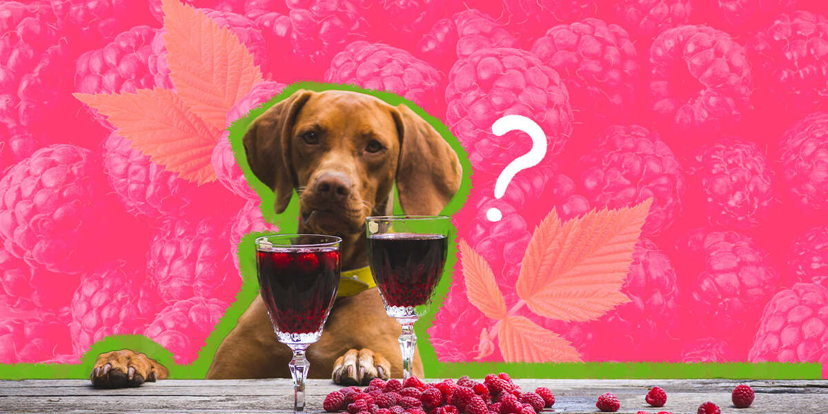 Can Dogs Eat Raspberries? And What Amount Is Safe? DodoWell The Dodo