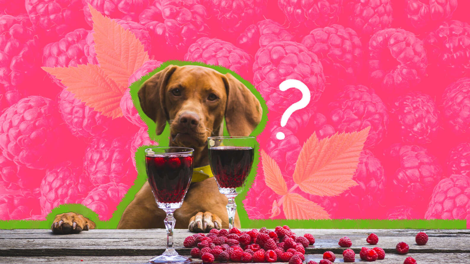 Can Dogs Eat Raspberries? And What Amount Is Safe? - DodoWell - The Dodo