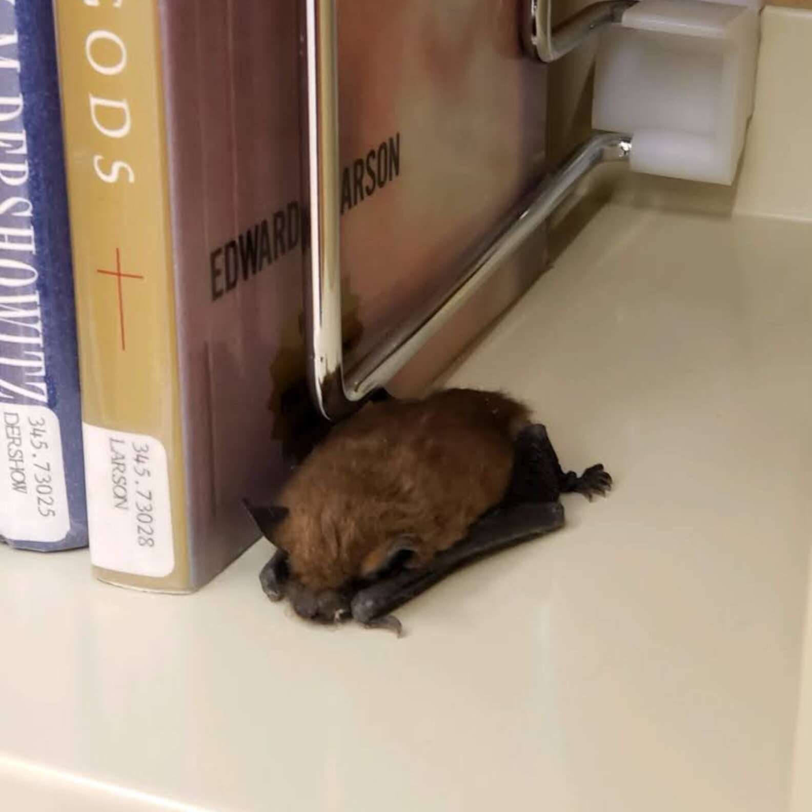 Bat Curled Librarian Spots A Sleepy Little Animal Curled Up With The Books - The Dodo