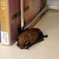 Librarian Spots A Sleepy Little Animal Curled Up With The Books