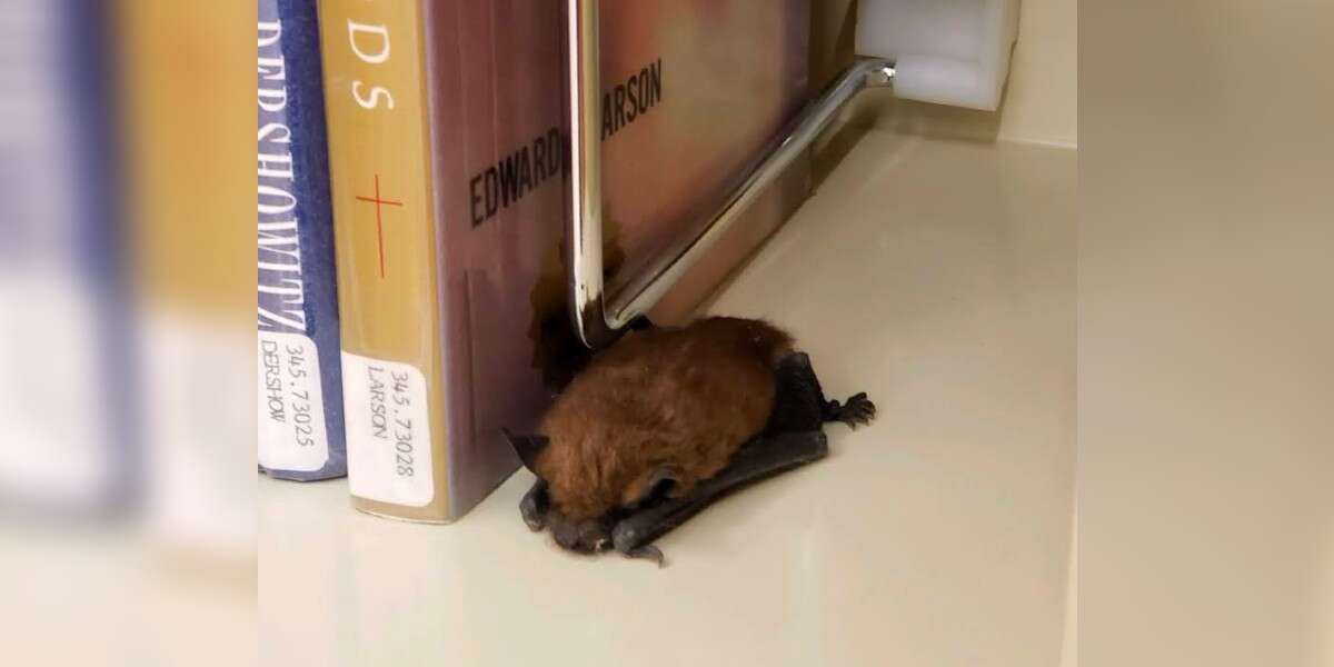Librarian Spots A Sleepy Little Animal Curled Up With The Books - The Dodo