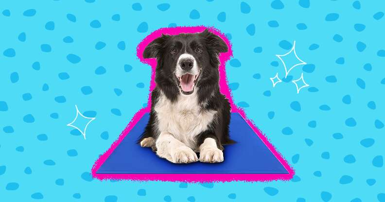 CoolerDog Hydro Cooling Mat (For Large Sized Dogs) 