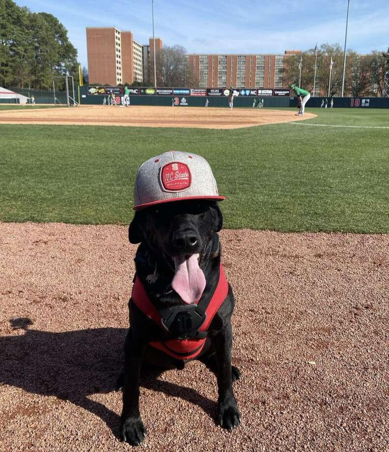 Dog wearing a baseball hat poses for the camera.