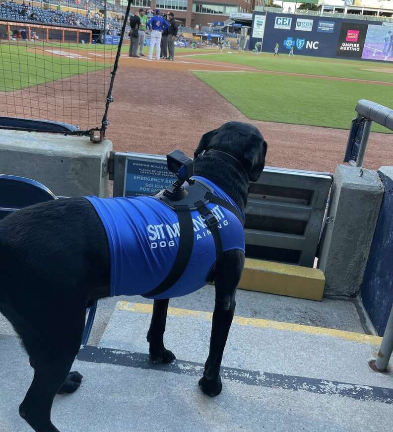 Bat dog visits Yankee Stadium