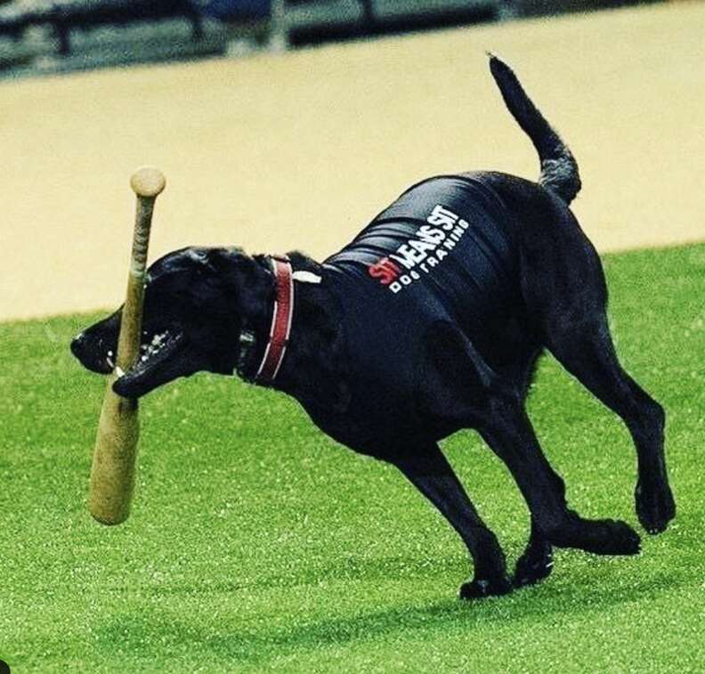 Dog carries a bat in his mouth on the field.