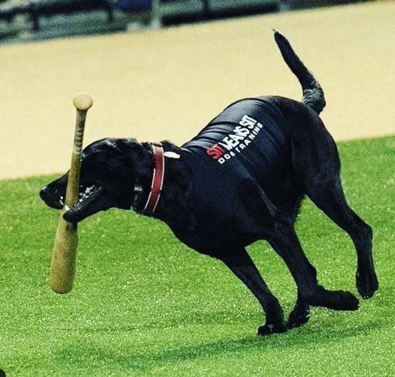 Rookie, Dash Are the Latest Bat Dogs to Retrieve Bats for the