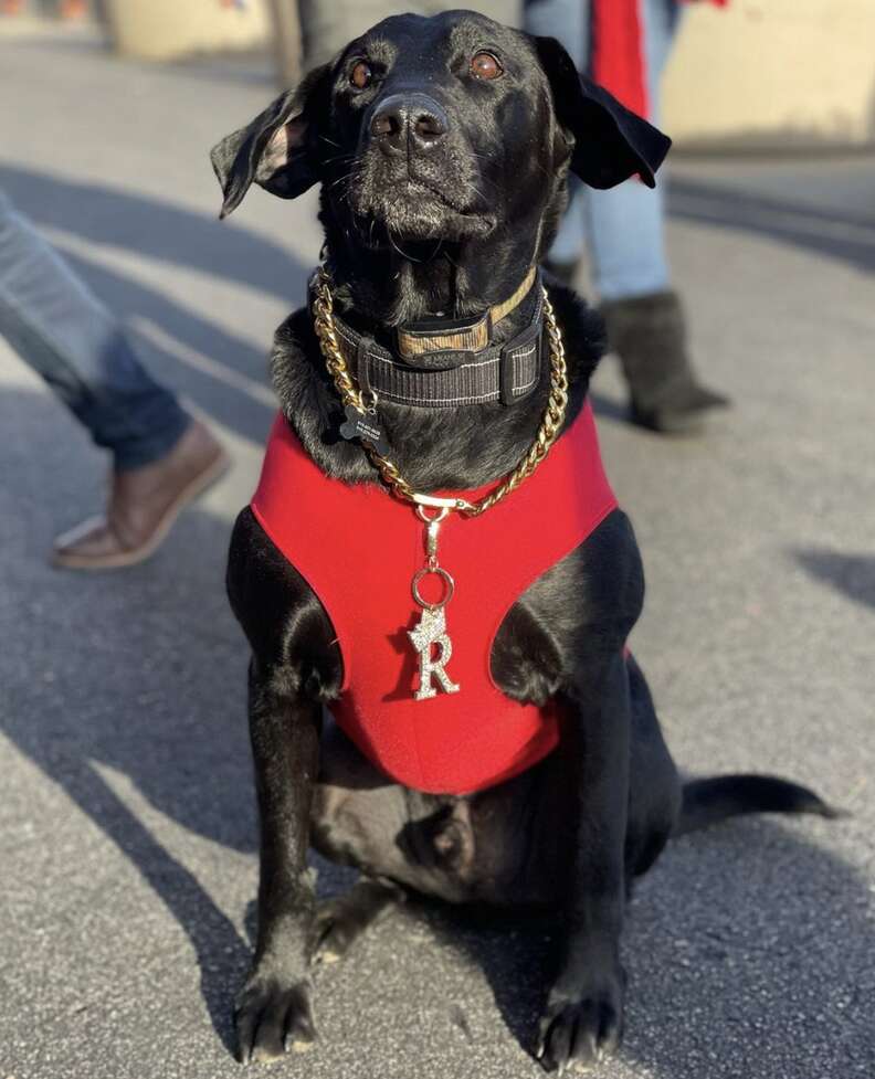 Meet the Baseball Dogs: The Team Bat Dogs and Entertainers of Baseball