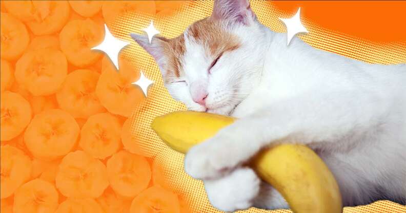 Cat and a deals banana