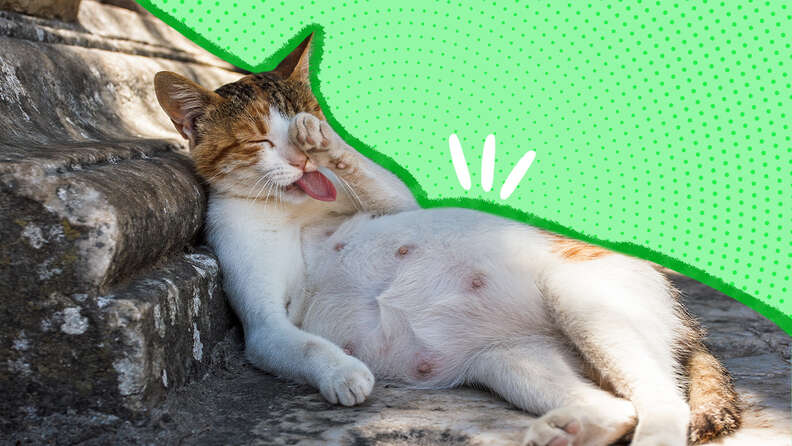 How To Recognize The Signs That A Cat Is Pregnant - Youtube