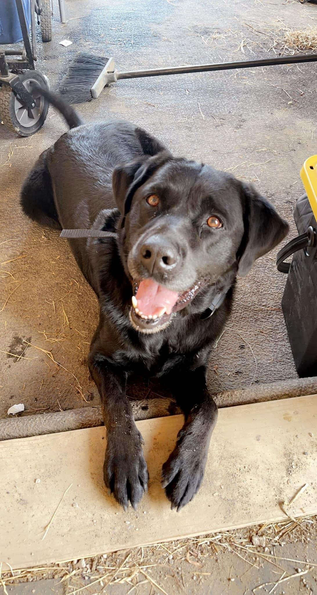 Black dog smiles for the camera.