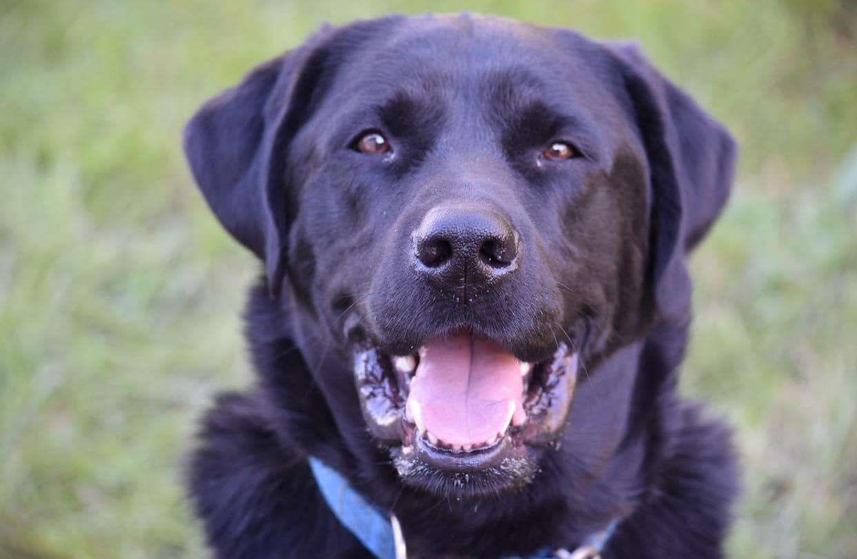 Black dog smiles for the camera.