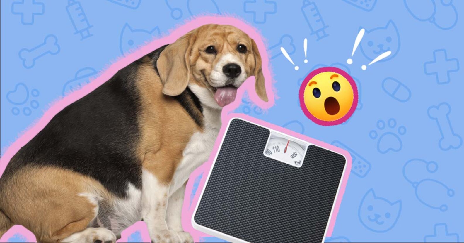 Hypothyroidism In Dogs Here Are Common Causes, Symptoms And Treatments