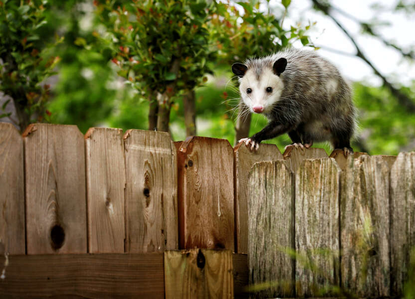 Woman Rescues Opossum From a Bar in Greenpoint, Brooklyn Thrillist
