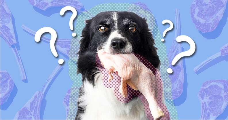 can dogs eat raw chicken meat