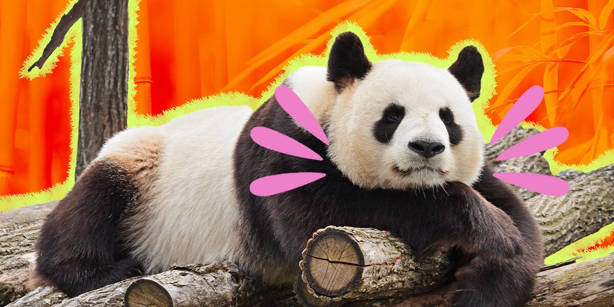 When is a 'panda' not a panda – and are any pandas actually bears?