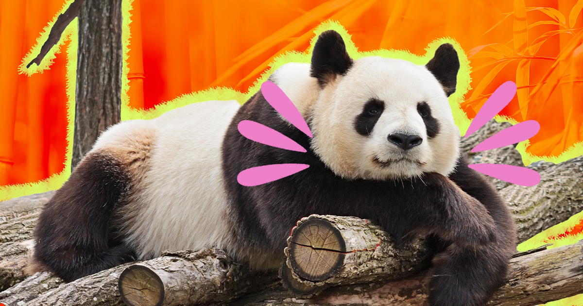 11 Panda Facts That We're Obsessed With - DodoWell - The Dodo