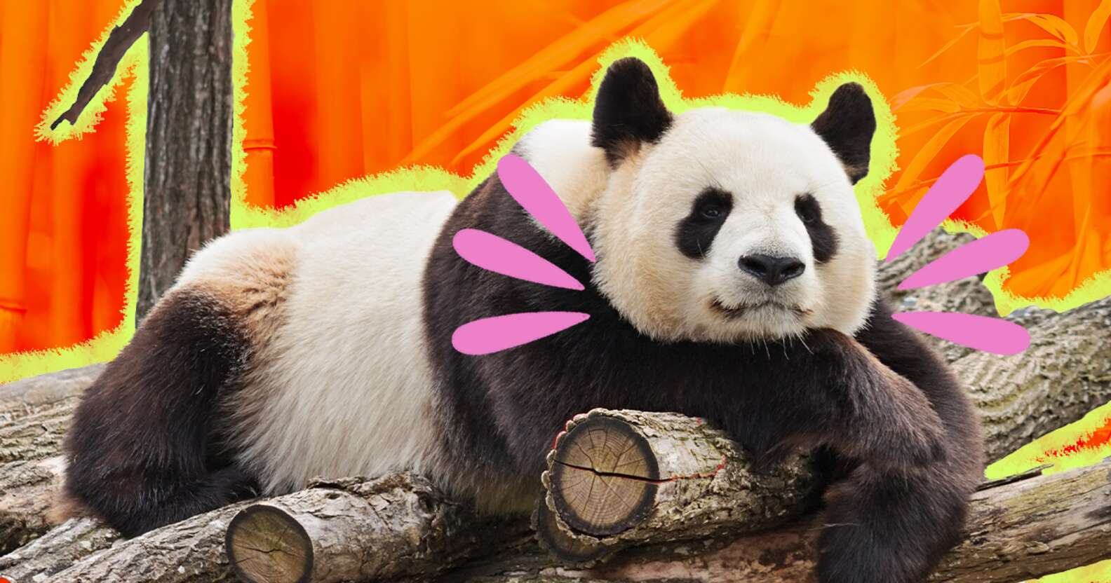 11 Panda Facts That We're Obsessed With - DodoWell - The Dodo